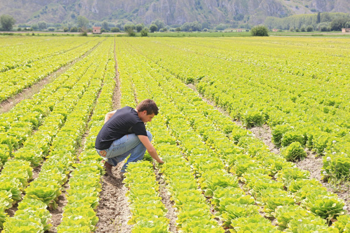 Italia primo Paese in Europa per aziende agricole giovani